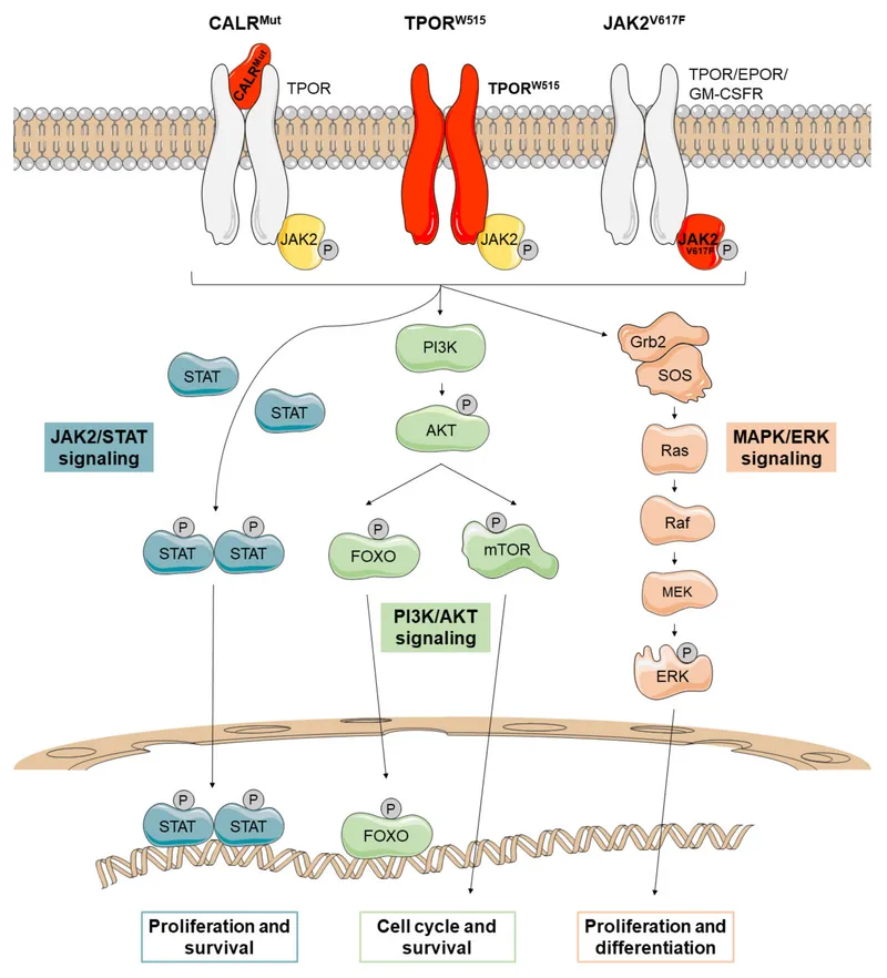 MPN driver mutations and signaling pathways