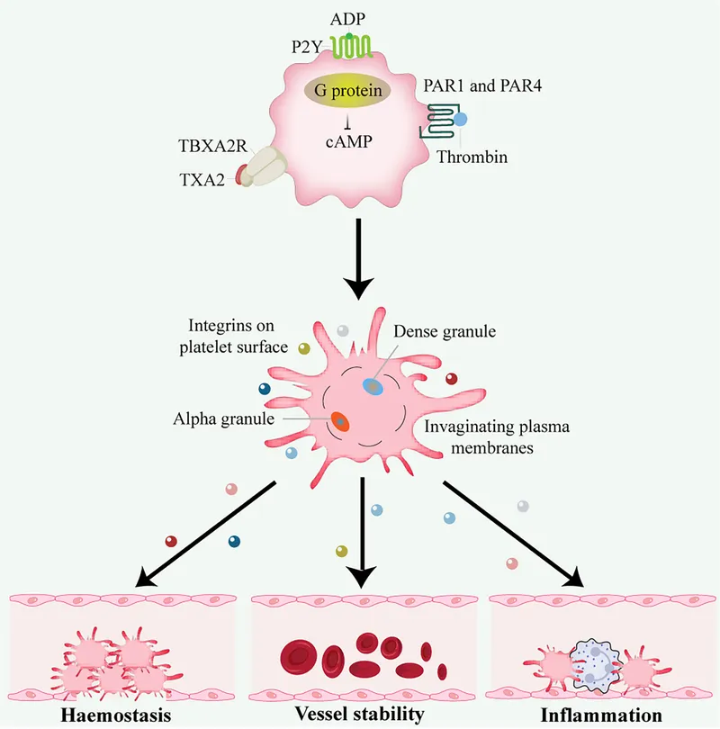 Platelet structure, activation, and functions