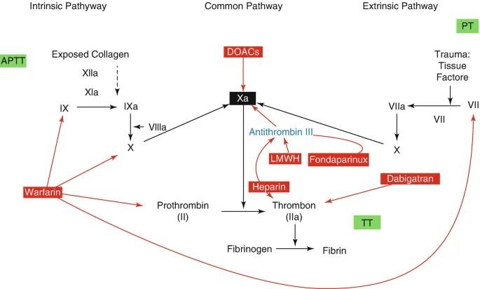 Coagulation Cascade & Anticoagulant Action Sites