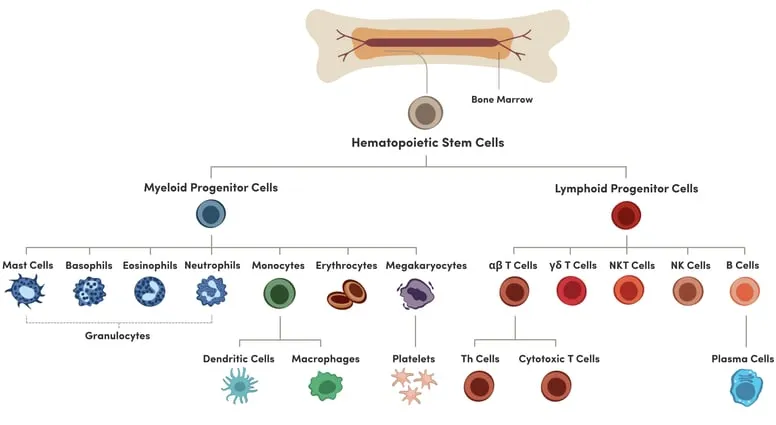 Hematopoietic Stem Cell Differentiation: Myeloid & Lymphoid
