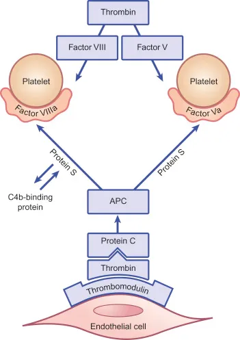 Protein C pathway and its role in coagulation regulation