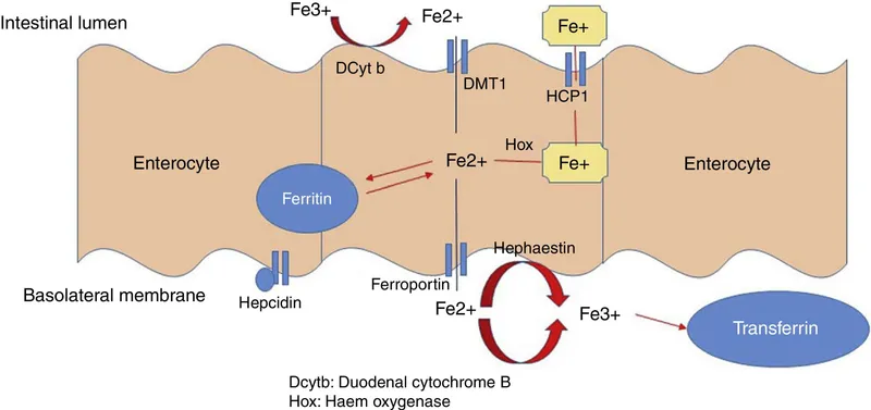 Iron absorption pathway in duodenal enterocyte