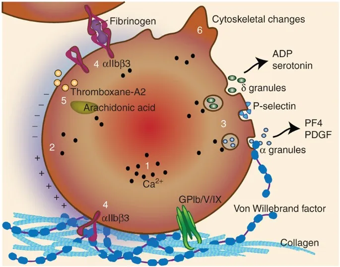 Platelet Adhesion and Aggregation