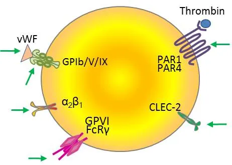Platelet surface receptors and their ligands