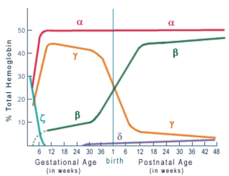 Hemoglobin subunit composition changes during development