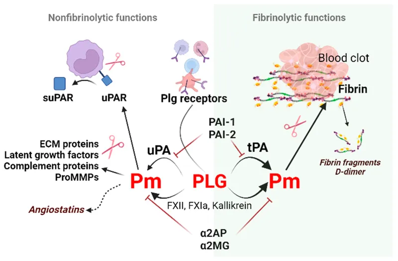 Fibrinolytic and Non-Fibrinolytic Functions of Plasmin