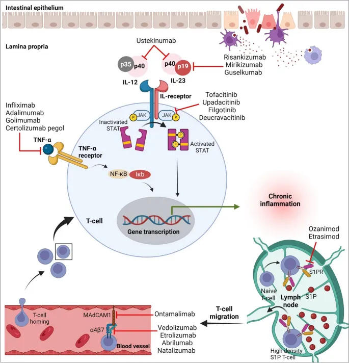 Biologic targets in IBD inflammatory pathways