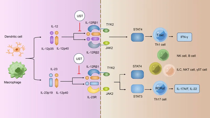 Ustekinumab mechanism: IL-12 and IL-23 pathway inhibition