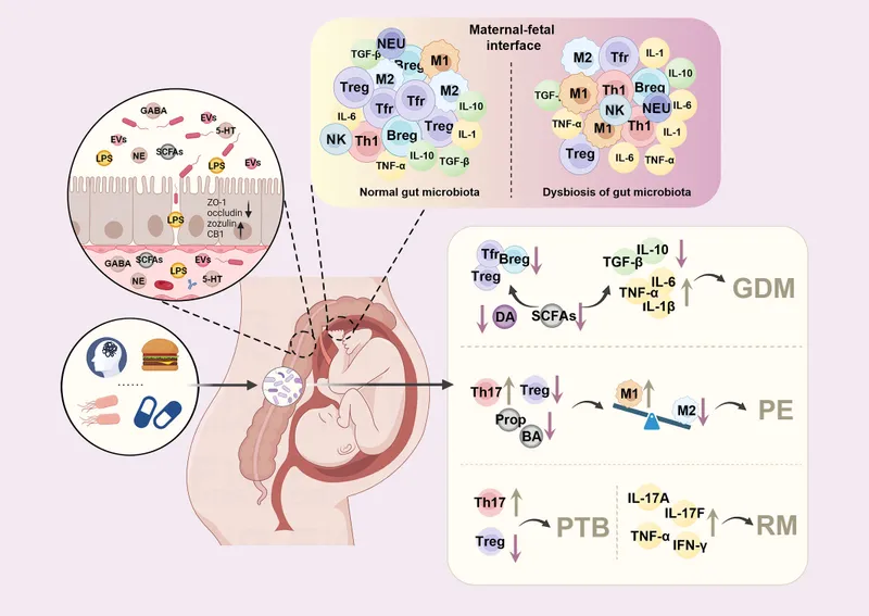 Maternal-fetal interface and IBD complications