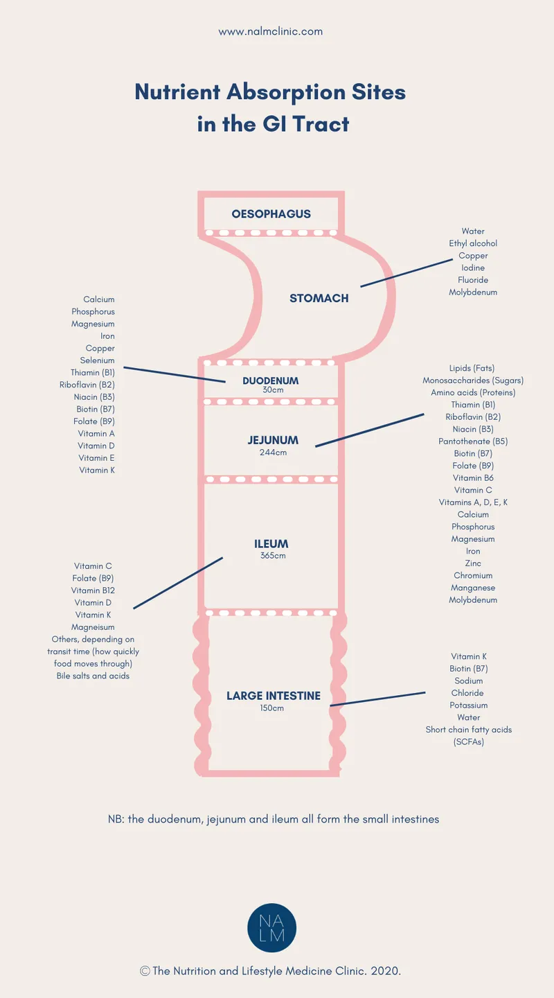 Nutrient absorption sites in the GI tract