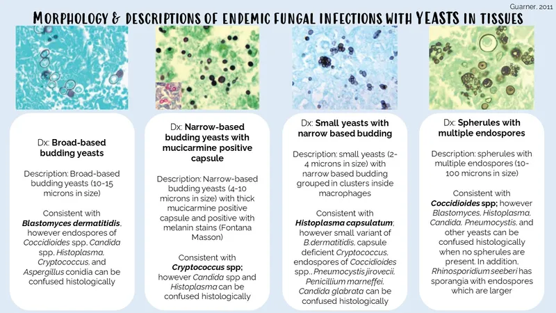 Morphology of endemic fungal infections with yeasts