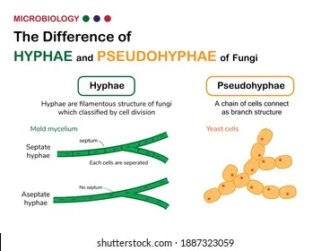 Fungal Structures: Yeast, Hyphae, Pseudohyphae