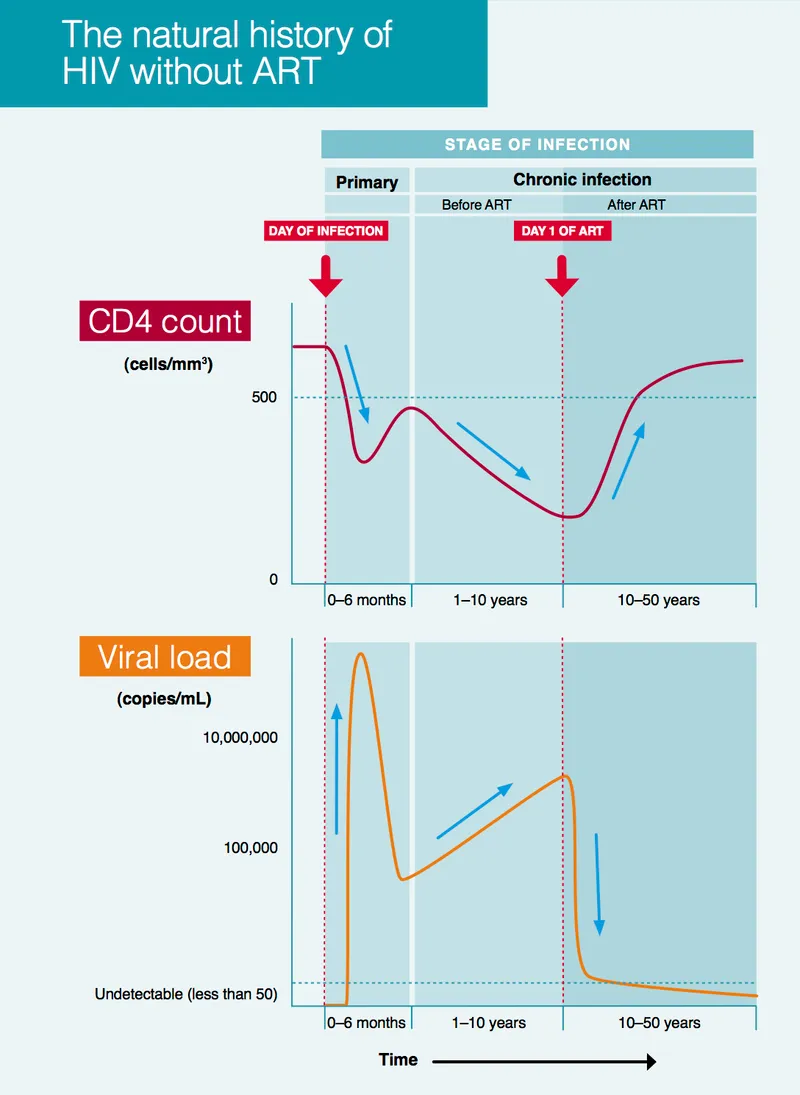 HIV natural history: CD4 count and viral load