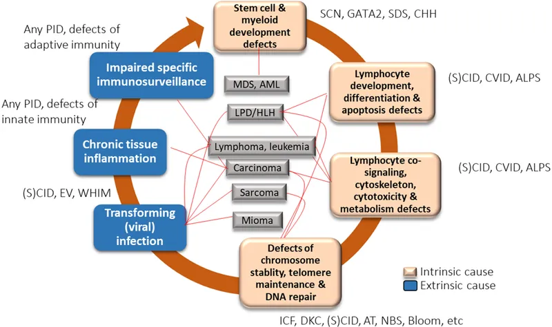 Causes of Immunodeficiency and Associated Malignancies