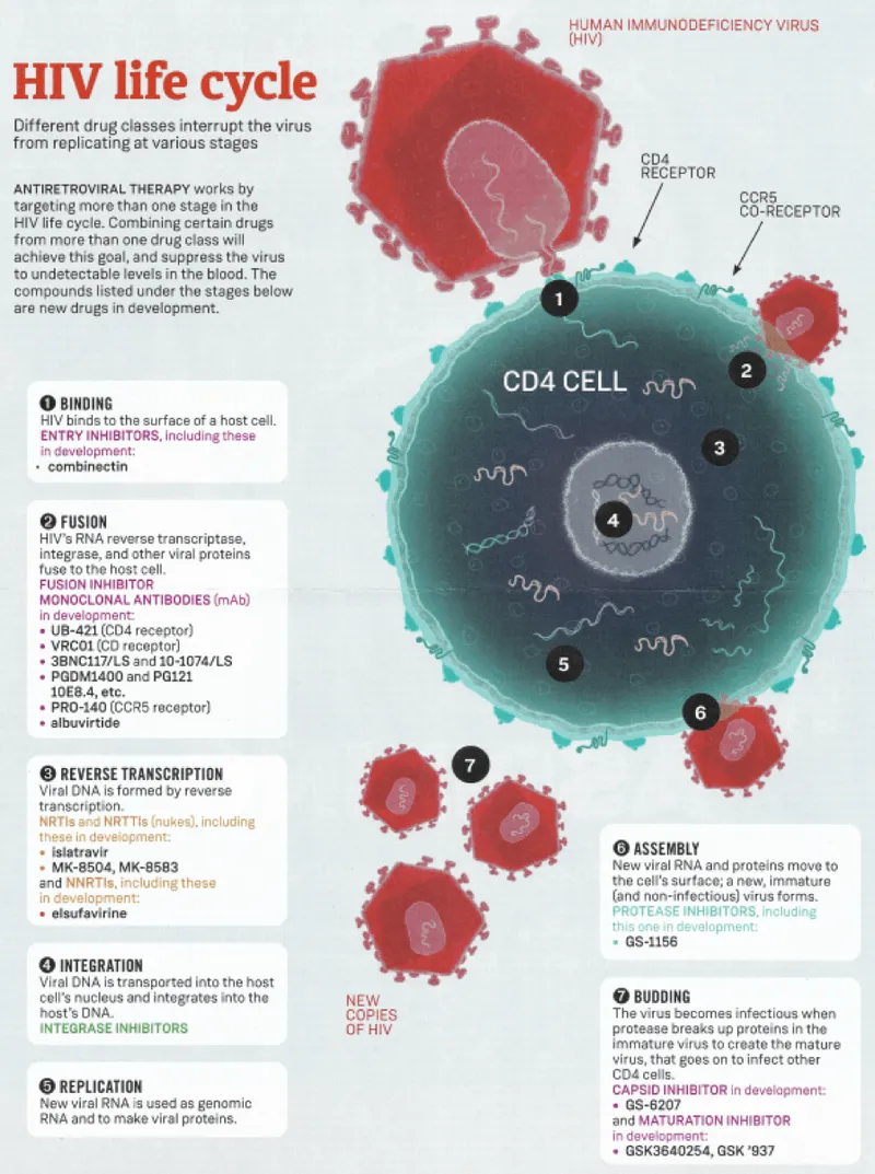 HIV Life Cycle & Antiretroviral Drug Targets
