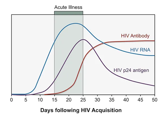 HIV markers (viral load, p24 antigen, antibodies) over time