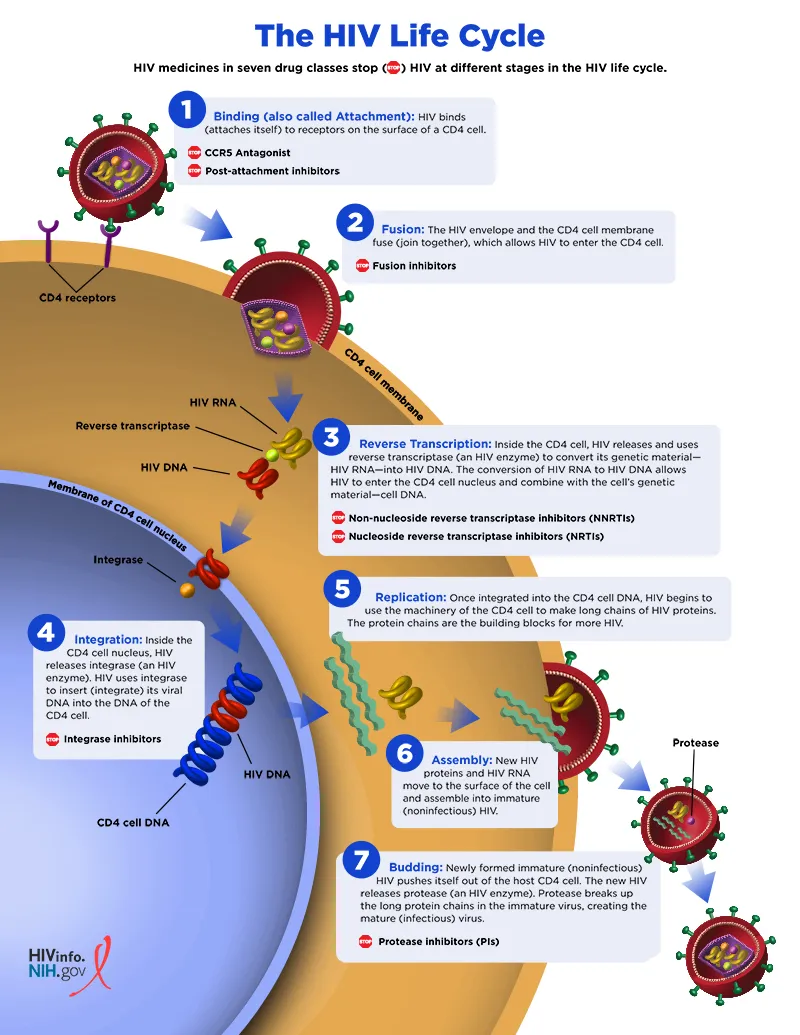 HIV Life Cycle & Drug Targets
