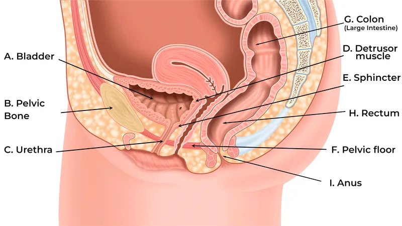 Female urinary tract anatomy and proximity to rectum