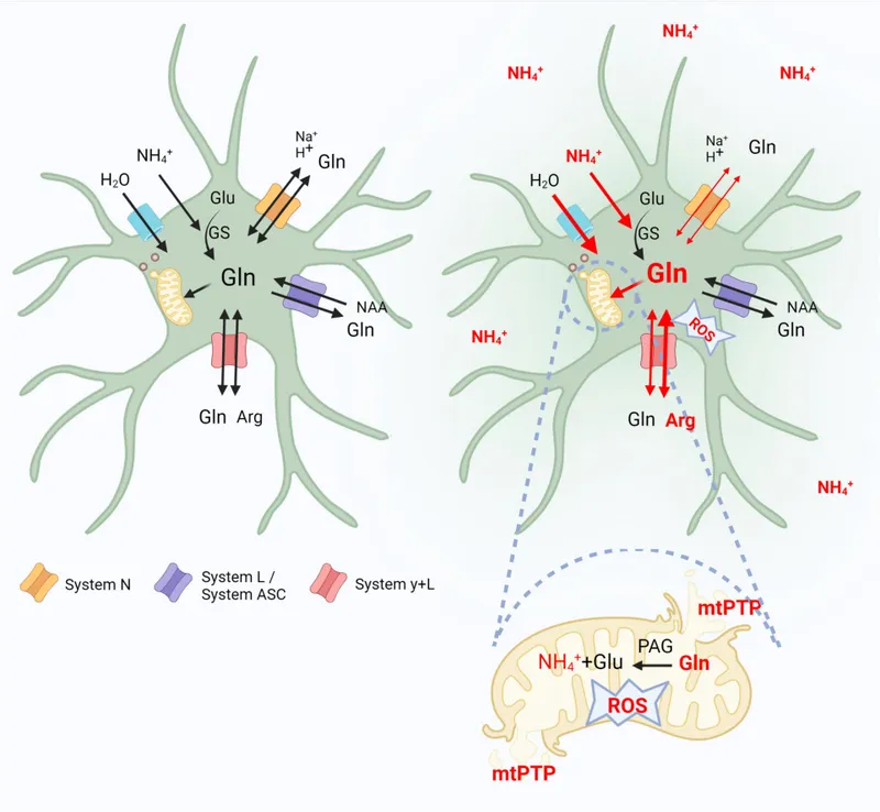 Ammonia and glutamine accumulation in hepatic encephalopathy