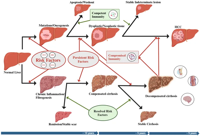 Pathways to Hepatocellular Carcinoma