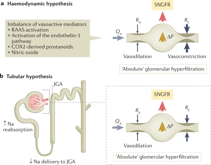 CKD Pathophysiology: Hemodynamic and Tubular Hypotheses