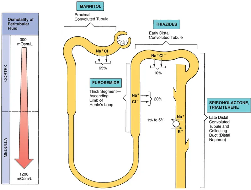 Sites of action of diuretics in the nephron