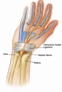 Anatomy of the wrist and carpal tunnel