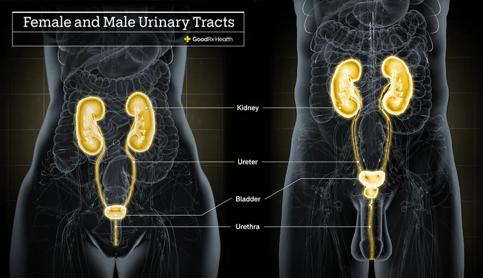 Female and Male Urinary Tracts