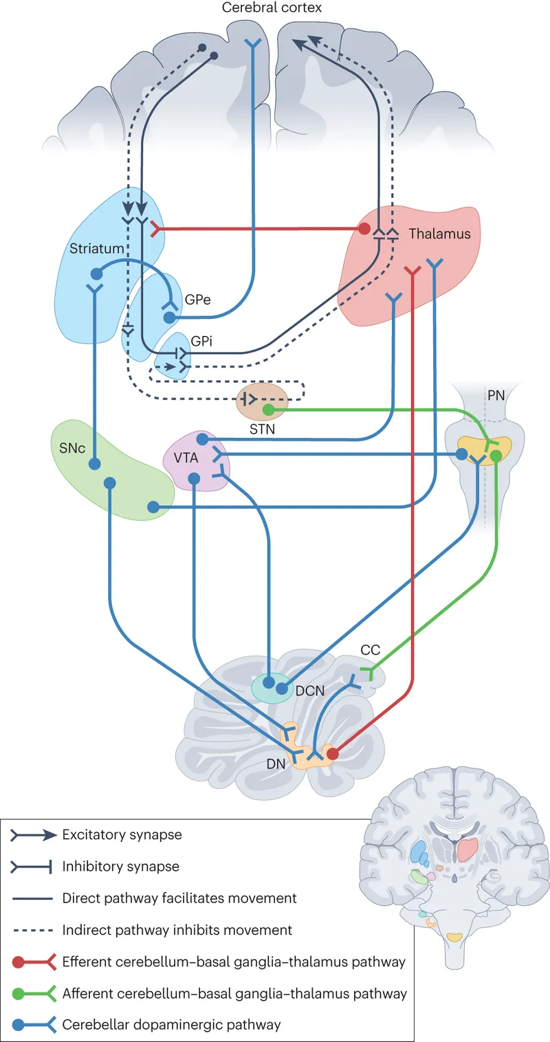 Basal ganglia and cerebellar pathways diagram