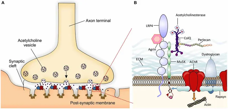 Neuromuscular junction diagram with key proteins