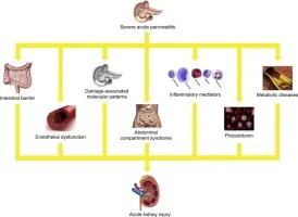 Pathophysiology of AKI in Severe Pancreatitis