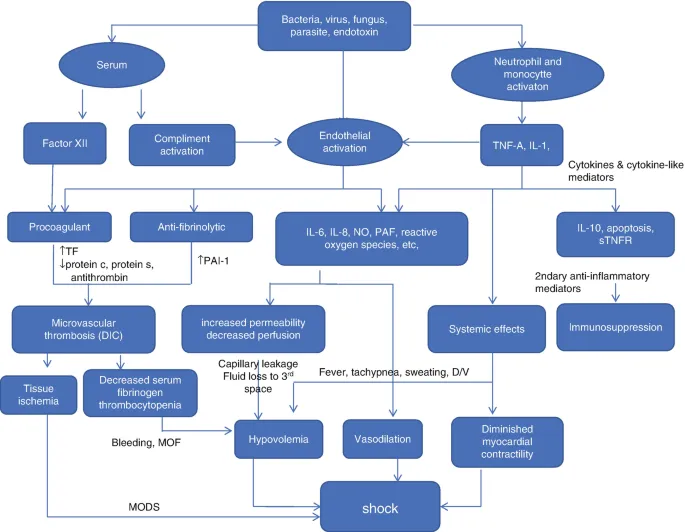 Pathophysiology of Shock in Acute Pancreatitis