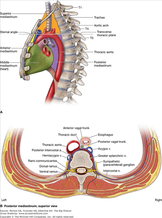 Mediastinal Divisions and Anatomy Diagram