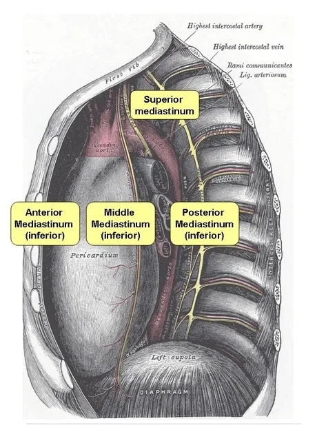 Mediastinal compartments diagram