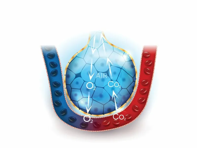 Gas exchange at alveolar-capillary membrane