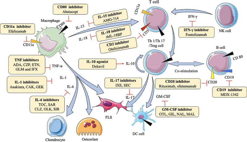DMARD targets in immune cascade