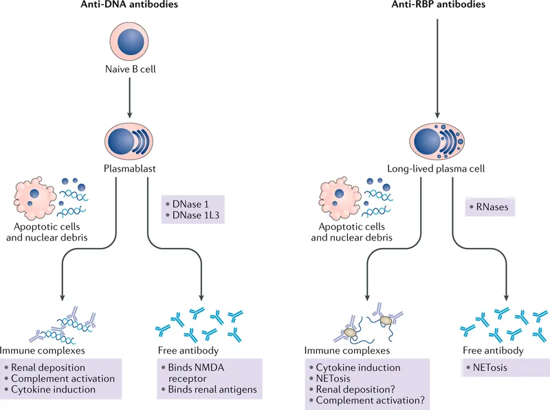 Anti-DNA and Anti-RBP Antibody Pathogenesis in SLE