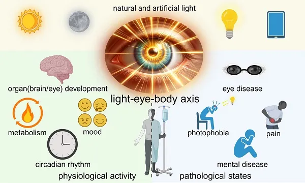 Light-eye-body axis and circadian rhythm
