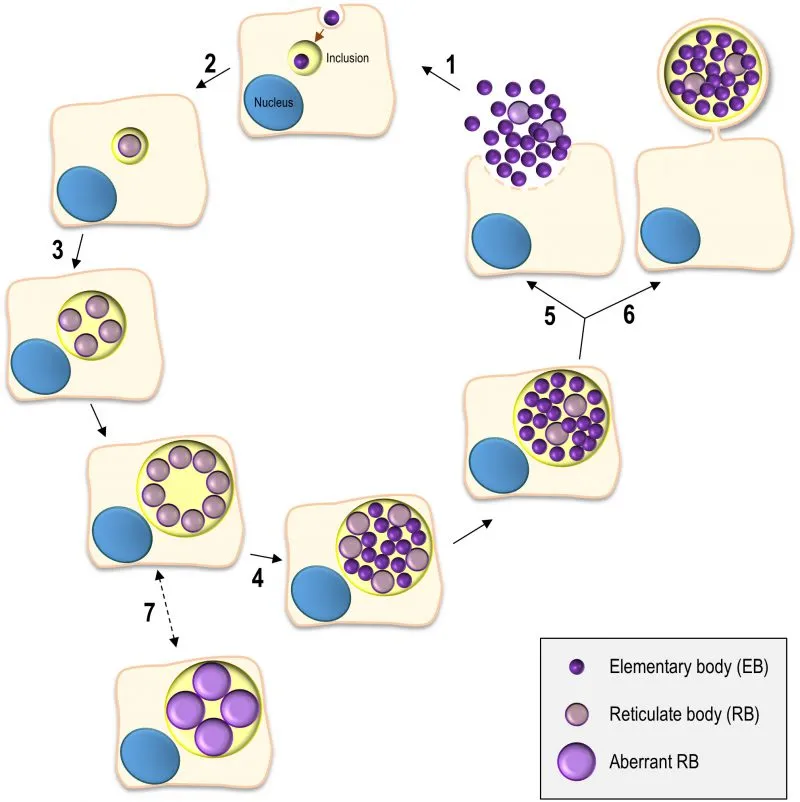 Chlamydia trachomatis lifecycle diagram