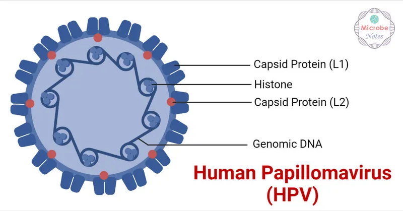 HPV Virion and Genome Structure