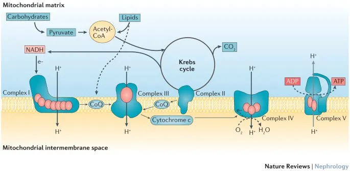 Mitochondrial electron transport chain and ATP synthesis
