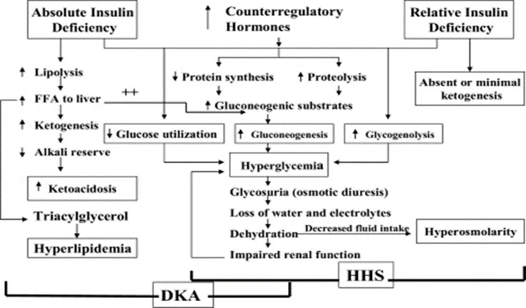 Pathophysiology of DKA and HHS