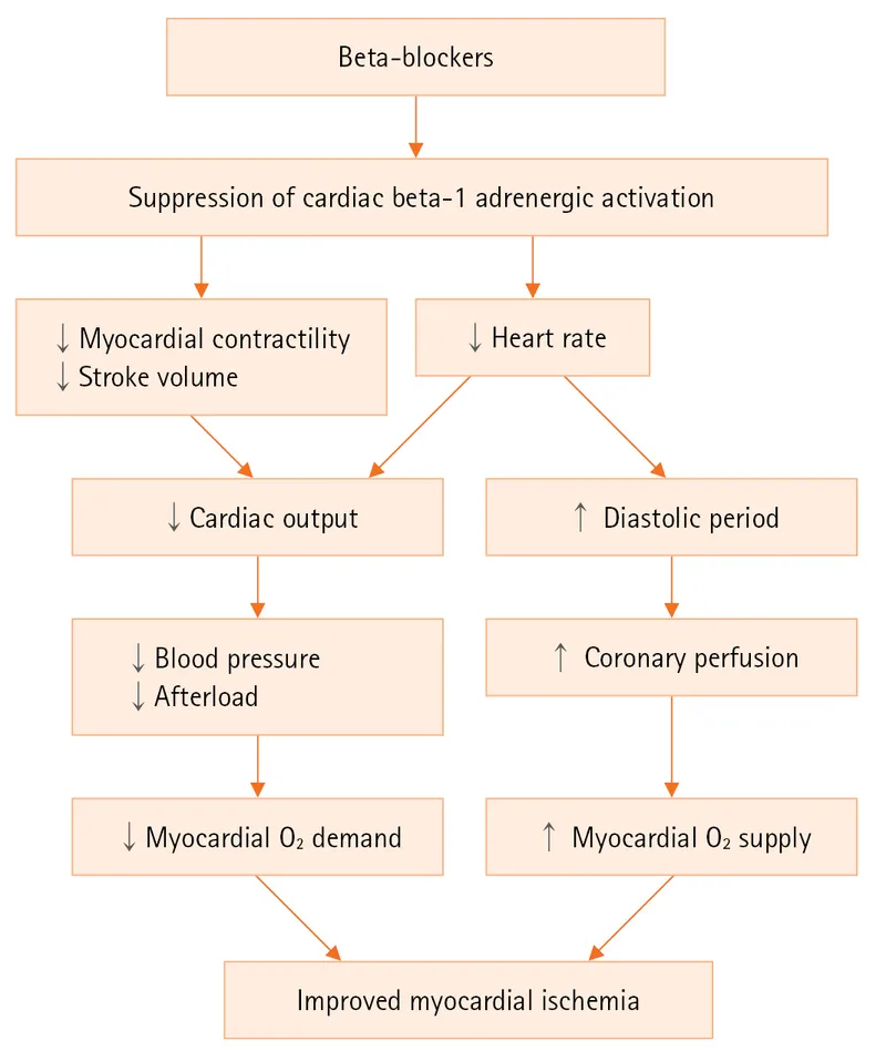 Beta-blocker mechanism in myocardial ischemia