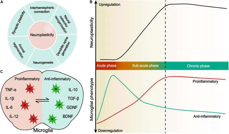 Neuroplasticity and microglial changes after stroke