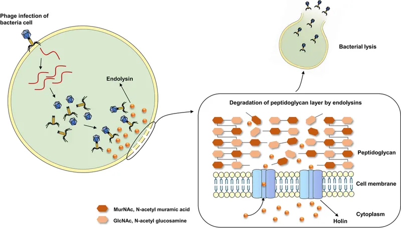 Bacteriophage lytic cycle and lysin action