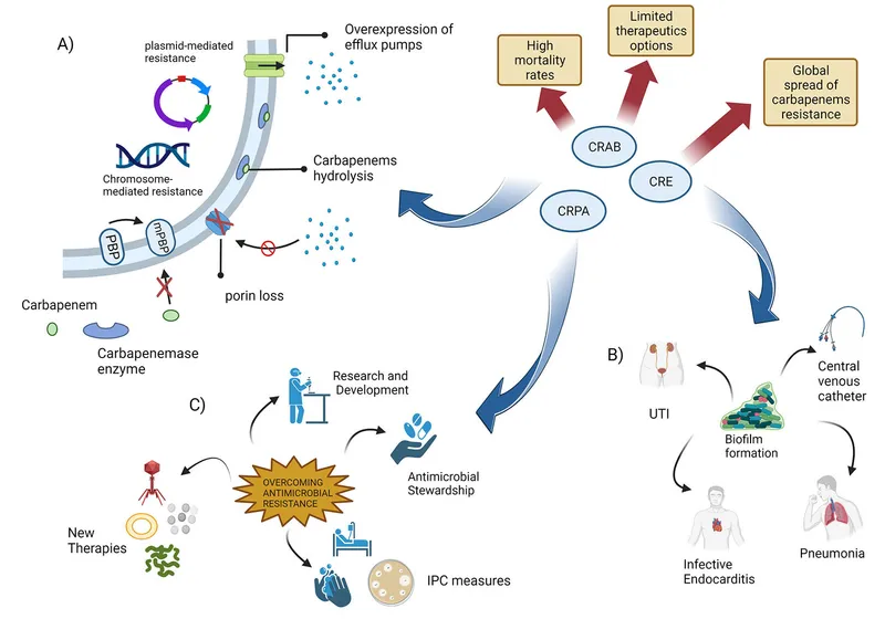 Carbapenem resistance mechanisms