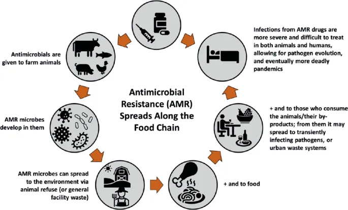 AMR spread from farm animals to humans via food chain