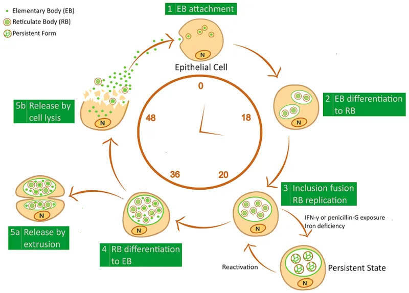 Chlamydia pneumoniae Biphasic Life Cycle