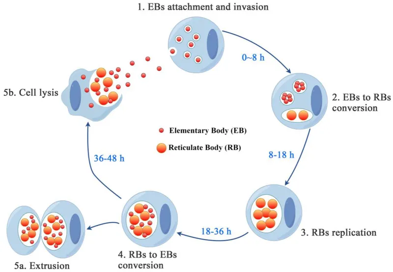 Chlamydia psittaci life cycle: EB attachment, RB replication