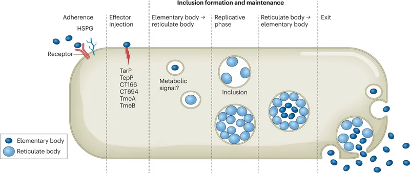 Chlamydia trachomatis biphasic life cycle